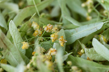 Freshly picked linden blossoms with green leaves close-up.