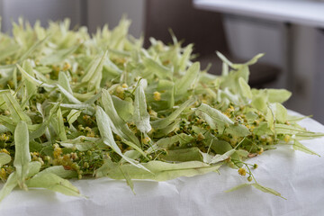 Freshly harvested linden blossoms prepared for drying process.