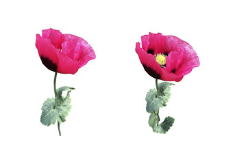 Bright pink poppy flowers with stem and leaves, decorative garden plant, isolated object cut out with clipping path, soft selective focus