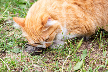 The ginger cat caught a mouse and eats it on the green lawn. Rodent control