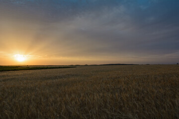 Wheat Field at Dawn with Soft Orange Light