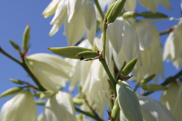 A detailed close-up of ants on blooming white Adams Needle flowers in a park setting.