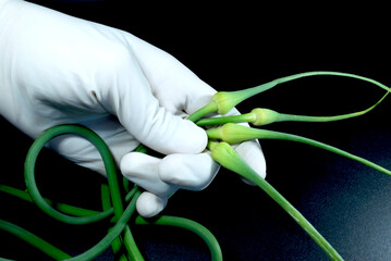 three green garlic stalks with spiral-shaped arrows in a hand in a latex glove on a black background