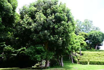 Red bayberry (Morella rubra) berries. Myricaceae dioecious evergreen tree. The berries ripen in summer and are used to eat raw or to make jams and fruit wines.