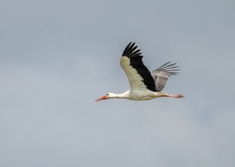 Graceful Stork Soaring Across the Sky with Wings Fully Extended