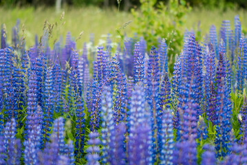 Blooming Field of Vibrant Blue Lupines in a Peaceful Meadow