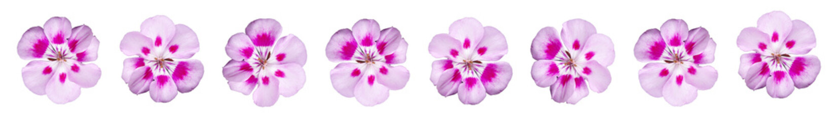 Barra de flores geranio de color rosa