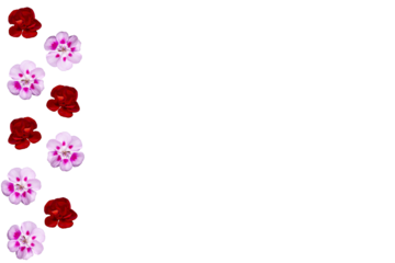 Barra lateral de flores de geranio