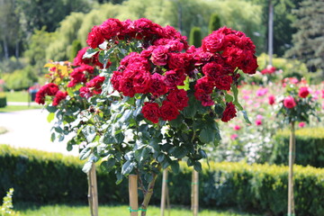 A stunning display of vibrant red roses flourishing in a picturesque garden.