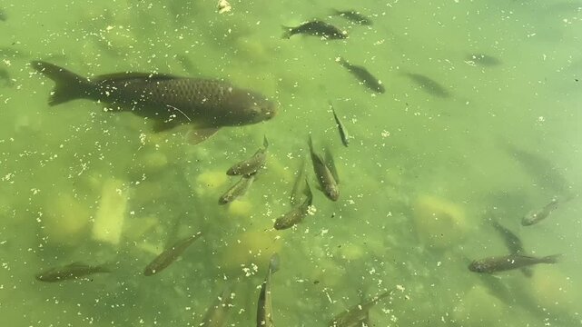 Carp fish of various sizes swimming in murky green water, concept of aquaculture, fishery, natural habitat.