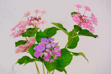 ピンク色の紫陽花