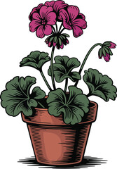 Illustration of a geranium plant with pink flowers and green leaves in a terracotta pot on white background