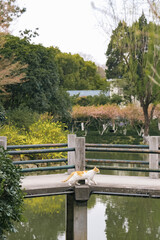 Cat on the Bridge with Lakeside Scenery