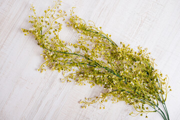 Delicate yellow mimosa branch on white background, perfect for Women’s Day or spring themes.