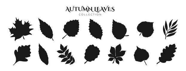 Flat Black Shape Leaves Set. Fall Leaf Rowan, Maple, Oak, Birch, Chestnut, Willow, Beech, Hawthorn, Poplar, Elm, Aspen, Linden, Alder, Ash. Modern Fall Forest Branches, Foliage. Botanical Floral Set.