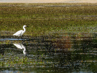A little white egret, Egretta Garzetta, with its reflection, while foraging in the seagrass meadows...