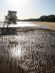Late afternoon sunlight reflecting of the wet sand, pierced by the air roots of a Mangrove, along...