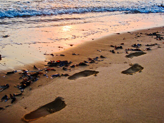 Footprints on a sandy beach at sunset, on the Inhaca barrier Island system of the coast of Mozambique
