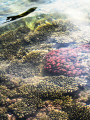 A shallow-water coral reef, just off-shore of the Inhaca Barrier Island System in Mozambique