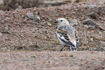 snow bunting