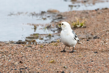snow bunting