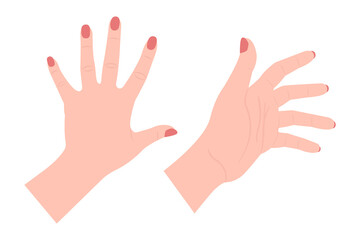 female hands vector illustration on white, palm hand front back
