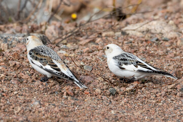 snow bunting