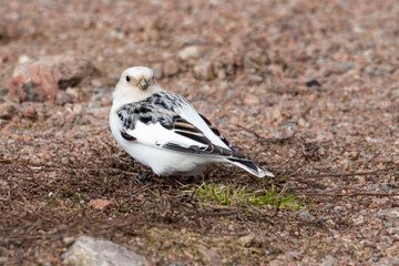 snow bunting