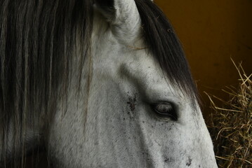 Close up of a horse