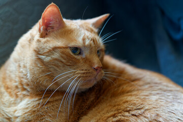 Birthday portrait of my beloved 15 year old cat.