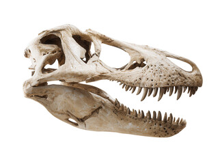 Ancient Dinosaur Skull Fossil Detailed Close-up View of Prehistoric Remains