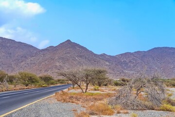 Scenic landscape to Hajar mountains area with asphalt road and Ghaf tree or Prosopis cineraria, UAE National tree.