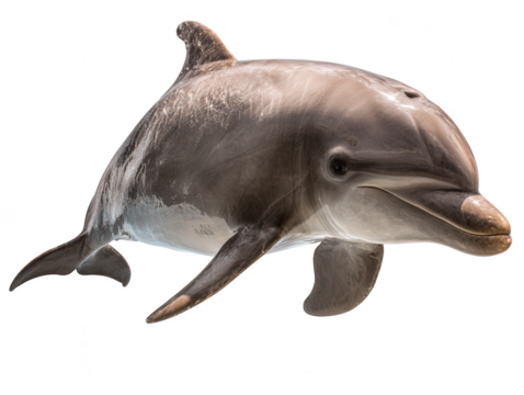 Majestic Bottlenose Dolphin Graceful Aquatic Mammal
