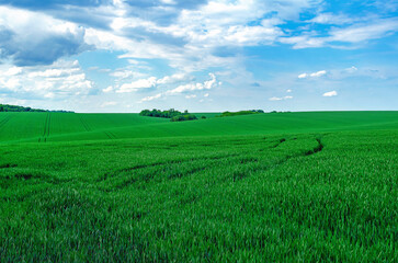 Green field of young cereals and blue sky with white clouds. High quality photo of green field...