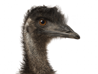 Close-up Portrait of an Emu Bird Australian Avian Wildlife Photography