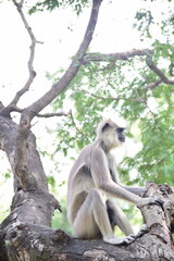 Asian Wildlife: Sacred Langur