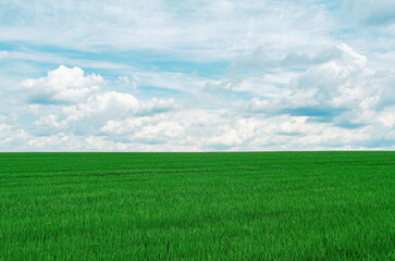 Green field of young cereals and blue sky with white clouds. High quality photo of green field...