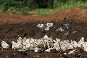 White butterflies are sitting on the ground. Aporia crataegi