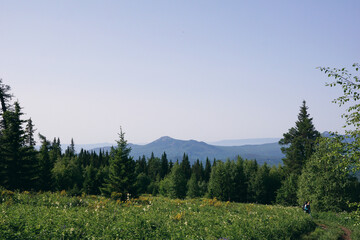 Fototapeta premium a mountain landscape with a forest and a flower field in the foreground