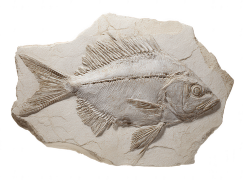 Ancient Fish Fossil Detailed Paleontological Specimen on Stone