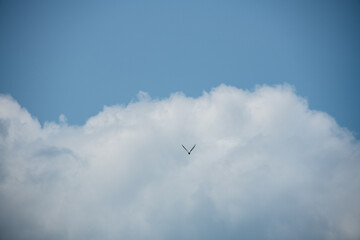 One bird with wide open wings flying to the heavy clouds