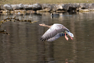 The flying greylag goose, Anser anser is a species of large goose