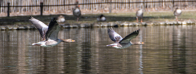 The flying greylag goose, Anser anser is a species of large goose