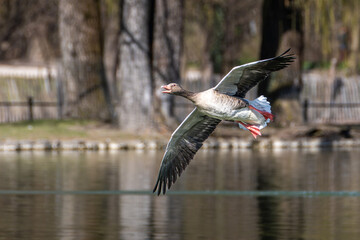 The flying greylag goose, Anser anser is a species of large goose