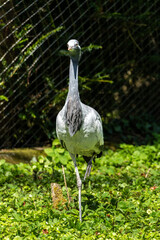 Demoiselle Crane, Anthropoides virgo are living in the bright green meadow during the day time