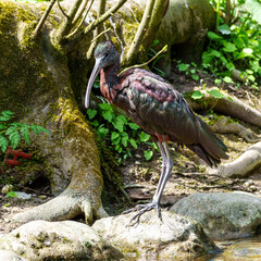 Obraz premium Glossy ibis, Plegadis falcinellus in a german nature park