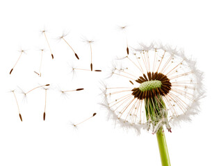 dandelion on white background