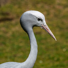 The Blue Crane, Grus paradisea, is an endangered bird