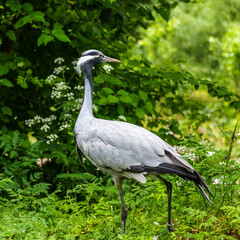 Demoiselle Crane, Anthropoides virgo are living in the bright green meadow during the day time