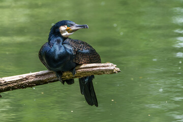 The great cormorant, Phalacrocorax carbo sitting on a branch